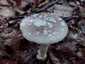 Szürke galóca (Amanita excelsa), Őrség